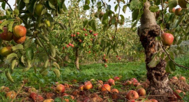 Monilióza jablek - jak chránit ovocnou úrodu